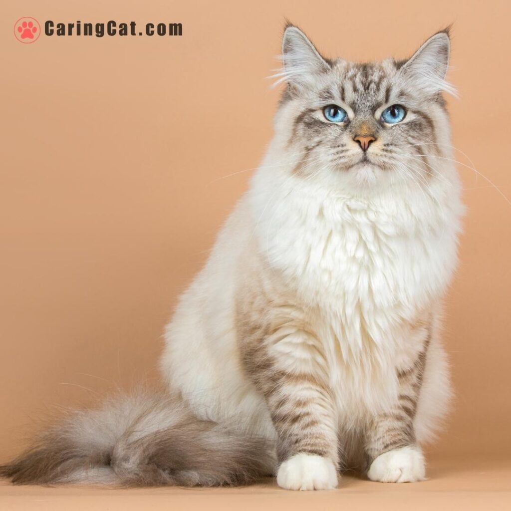 Fluffy Siberian cat with striking blue eyes. On list of best hypoallergenic cat breeds for allergies
