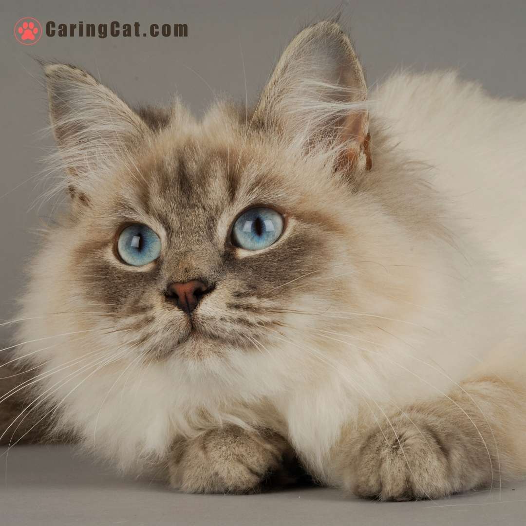 10 Best Hypoallergenic Cat Breeds for Allergies