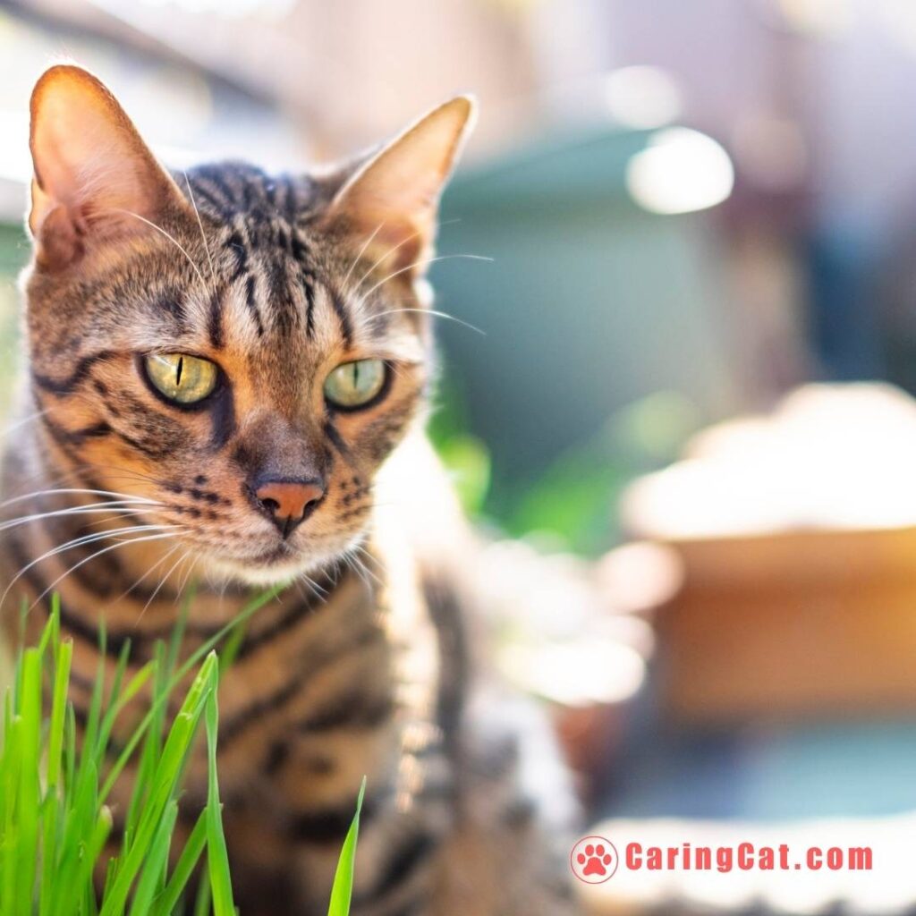 Bengal cat resting in grass.